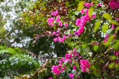 Close-up of pink flowering plant