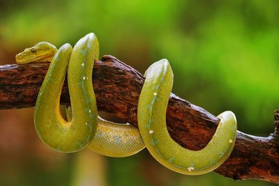 Close-up of snake on leaf