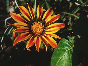 Close-up of yellow flower blooming outdoors