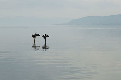 Bird in sea against sky