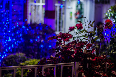 Close-up of purple flowering plants at night