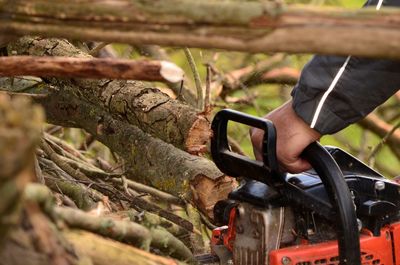 Close-up of man holding camera on tree