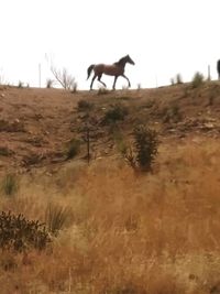 Horse on field against clear sky