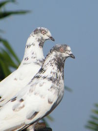 Low angle view of seagull perching against clear sky