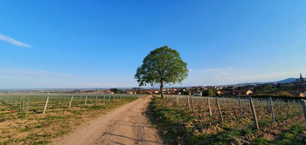 Trees on field against sky