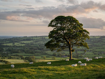 Scenic view of field against sky during sunset