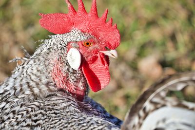 Close-up of rooster