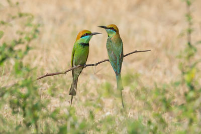 Close-up of bee-eaters perching on twig