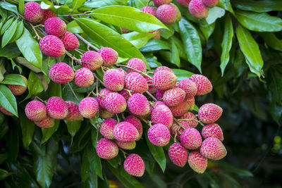 Close-up of strawberry growing on plant