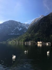 Swans swimming in lake against mountains