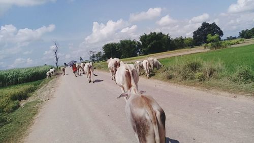 Cows grazing on field by road against sky