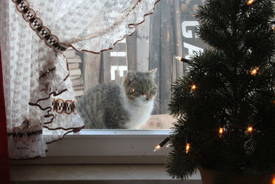 Cat looking at illuminated christmas tree from window