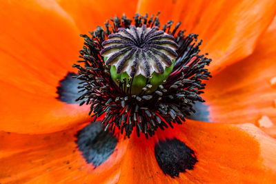 Close-up of orange flower pollen