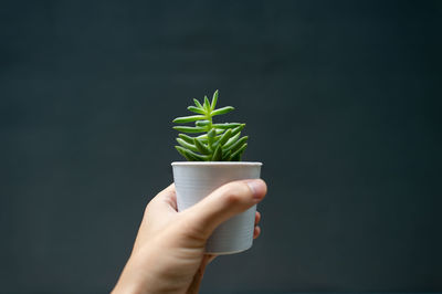 Close-up of person holding plant against white background