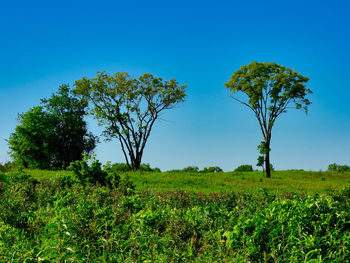 Trees on field against clear blue sky