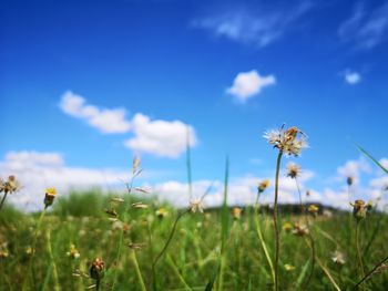 Close-up of flowering plants on field against blue sky