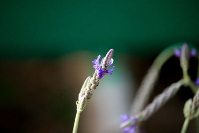 Close-up of purple flowering plant