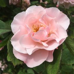 Close-up of pink rose