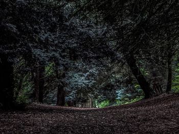 Trees in forest