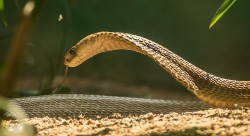 Close-up of an animal representation