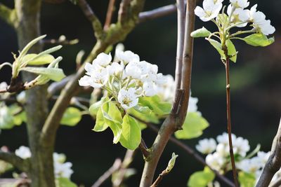 Close-up of white flowering plant