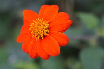Close-up of orange flower