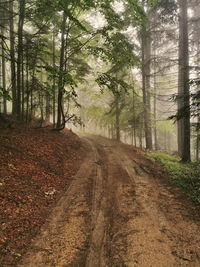 Dirt road amidst trees in forest