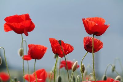 Close-up of red poppy flowers against sky