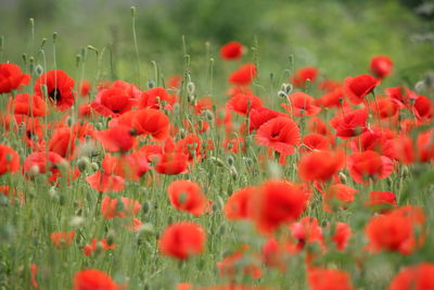 Close-up of red poppy flowers in field