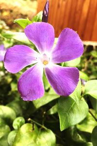 Close-up of purple flower blooming outdoors