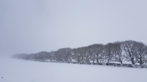 Trees on field against clear sky during winter