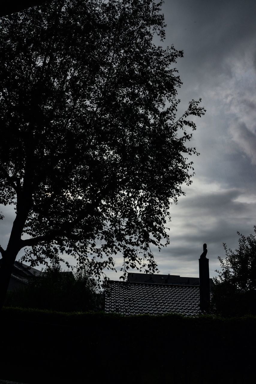 LOW ANGLE VIEW OF SILHOUETTE TREE AGAINST SKY