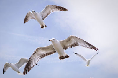 Low angle view of seagulls flying against sky