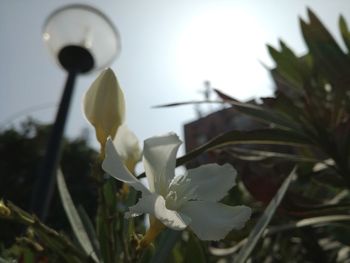 Close-up of white flowers blooming on tree