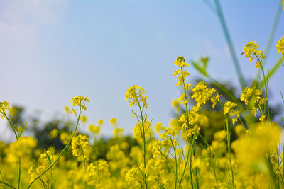 Scenic view of oilseed rape field against sky