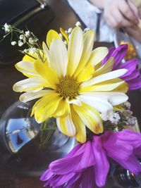 Close-up of purple flower