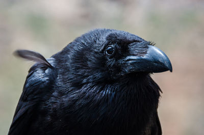 Close-up of raven