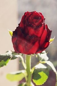 Close-up of red flower