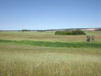 Scenic view of field against clear sky