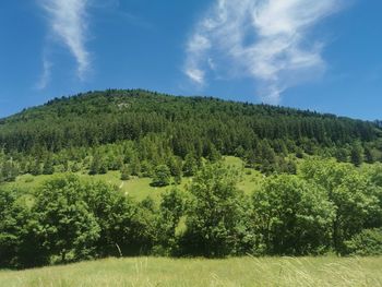 Scenic view of trees on field against sky