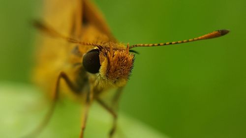 Close-up of insect on leaf