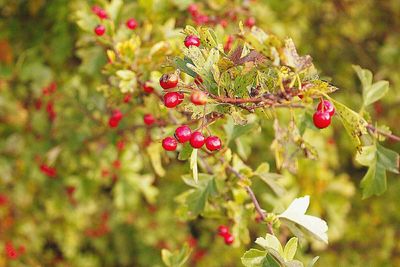 Close-up of fruits growing on tree