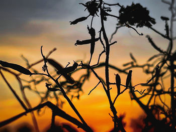 Low angle view of silhouette tree against sky during sunset
