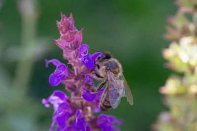 Close-up of bee pollinating on purple flower