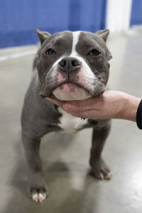 Pitbull pocket bully puppy is looking at you in a portrait