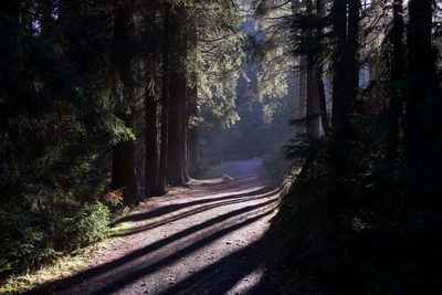 Road amidst trees in forest