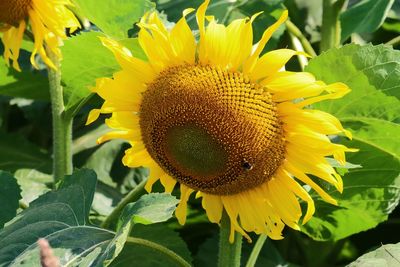 Close-up of sunflower