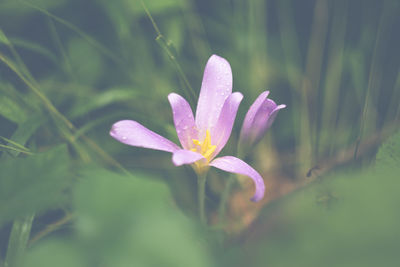 Close-up of pink crocus flower
