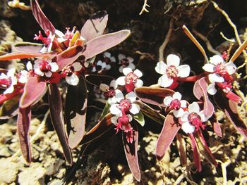 Close-up of pink flowers