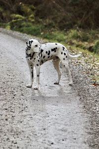 Dog running on road